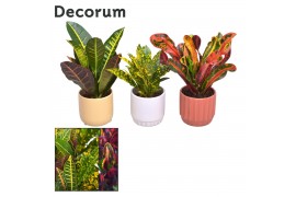 Codiaeum variegatum mix decorum in pot liam nature love