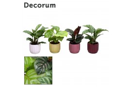 Calathea mix decorum in pot liam rich love