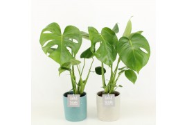 Monstera deliciosa in tess keramiek