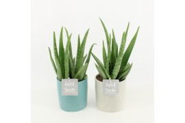 Aloe vera in tess keramiek