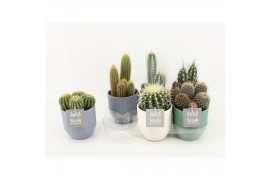 Cactus mix 6 soorten in expression keramiek