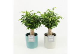 Ficus benjamina natasja in tess keramiek