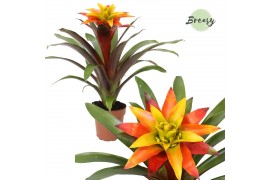 Guzmania Fiero Yellow