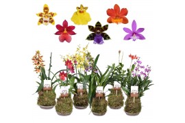 Orchidee Forest Orchids 2 tak 14 cm met terracotta schaal