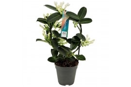 Stephanotis floribunda Boog - 7-8+ bloemtros