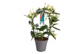 Stephanotis floribunda Boog - 11-12+ bloemtros