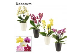 Phalaenopsis multiflora mix Phalaenopsis dazzling melange 3-4 tak in C