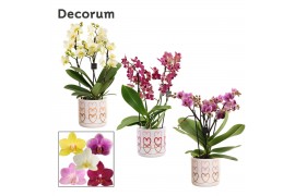 Phalaenopsis multiflora mix Phalaenopsis dazzling melange 3-4 tak in E