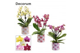 Phalaenopsis multiflora mix Phalaenopsis dazzling melange 3-4 tak in N