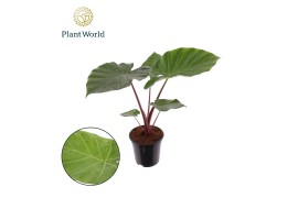 Alocasia Alocasia Imperial Red 1 pp