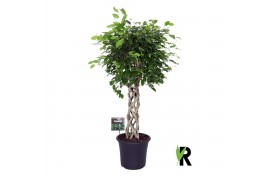 Ficus benjamina exotica gevlochten cilinder