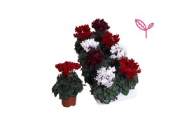 Cyclamen compact mix kerst