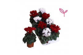 Cyclamen compact rood-wit kerst wit rood,20 cm diameter