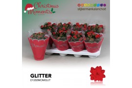 Kalanchoe secret Kalanchoe Moments - Red with glitter 1 pp