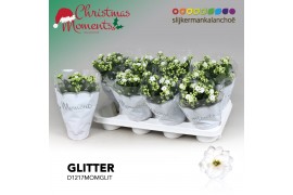 Kalanchoe skydive Kalanchoe Moments - White with Glitter 1 pp