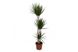 Dracaena marginata 3pp - 90-30-15