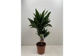 Dracaena fragr. compacta green jewel 2pp - 30-15