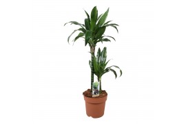 Dracaena fragr. janet craig 2pp - 45-15