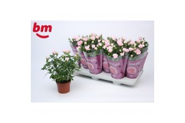 Rosa beau monde baby jewel licht roze