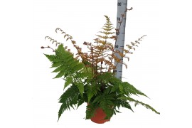 Dryopteris erythrosora Winterhard