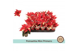 Euphorbia pul. primero glitter