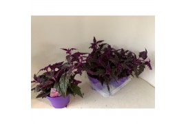 Gynura purple passion