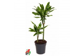 Dracaena fragr. golden coast 30-10