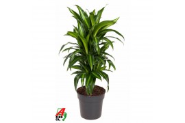 Dracaena fragr. hawaiian sunshine vertakt