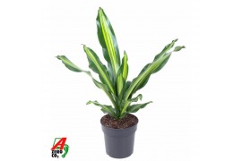 Dracaena fragr. burley