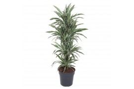 Dracaena fragr. der. white stripe vertakt,1 pp