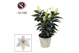 Lilium oriental Oriental Wit 13cm potcover WINTER