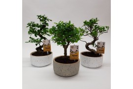 Bonsai mix in Sparkling gold