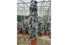 Cissus discolor floramagic violet vine piramide