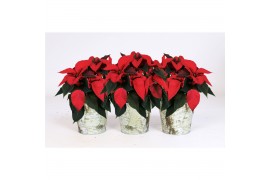 Euphorbia pul. mars Euphorbia P mars red in zinken pot met berkenschor