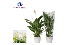 Spathiphyllum strauss 3+ bloem - Blanco hoes