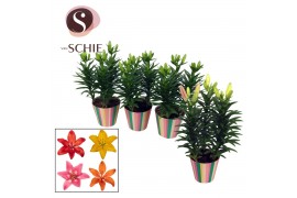 Lilium aziatische grp Aziaat Mix 13cm Potcover STRIPES