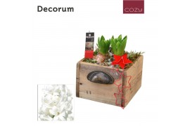 Arrangementen hyacinthus Wooden Drawer HL10756WP [COZY]