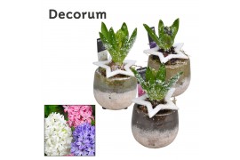 Arrangementen hyacinthus Dubai HL19132 [PURE]