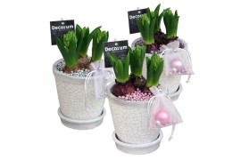 Arrangementen hyacinthus Crackle Pot Maxi  HL18212 [LOVELY COLORS]