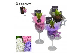 Arrangementen hyacinthus Wijnglas HL16062 [LOVELY COLORS]