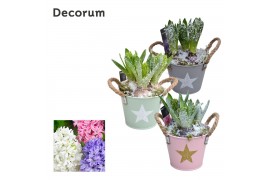 Arrangementen hyacinthus Star Bucket Maxi HL10642 [LOVELY COLORS]