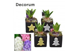 Arrangementen hyacinthus Hyacint Christmas Cube HL10992 [SHINY & SPARK