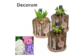 Arrangementen hyacinthus Tak Rond HL17762 [PURE]