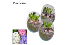 Arrangementen hyacinthus Oblique HL11172 [PURE]