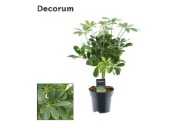 Schefflera arboricola nora op stam decorum