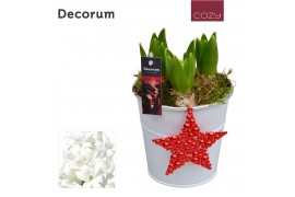 Arrangementen hyacinthus Hyacint White Bucket HL16586WP [COZY] 3 pp 75