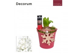 Arrangementen hyacinthus Lovely Bucket HL10566WP [COZY]