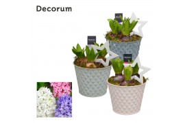 Arrangementen hyacinthus Hyacint Diamond Bucket HL12522 [LOVELY COLORS