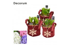 Arrangementen hyacinthus Hyacint Velvet HL13922 [PURE] 3 pp 75 bl. 3 p