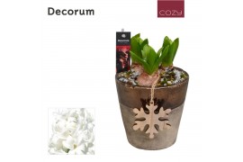 Arrangementen hyacinthus Hyacint Daley HL12376WP [COZY] 3 pp 3 per pot